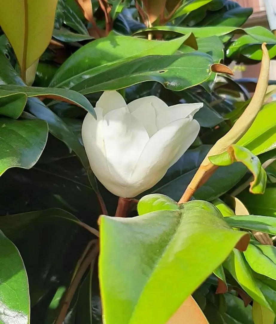 Casa Fiore Di Magnolia Castelnuovo del Garda 0*,